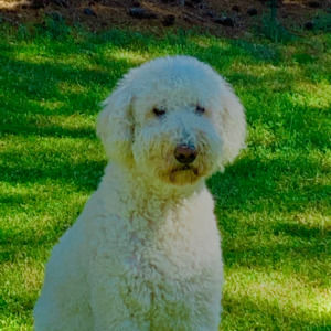 Meet your Posher, Henry